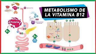 Metabolismo de la vitamina B12 Digestión absorción transporte y excreción [upl. by Trevah]