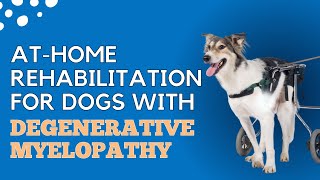 AtHome Rehabilitation for Dogs with Degenerative Myelopathy [upl. by Anerac491]