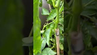 BELL PEPPER PLANT IS LOADED GROWINGBELLPEPPERS HUGEHARVESTS JENITASBFWELLWISHESGARDENING [upl. by Lodnar]