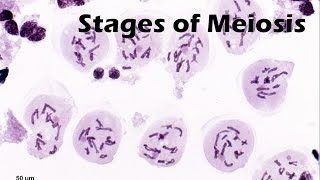 Stages of Meiosis [upl. by Dody]