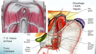 oesophage ESTOMAC ET RATE partie 2 [upl. by Erik]