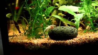 Otocinclus beim Fressen an der Aquarienscheibe [upl. by Yrrum597]