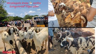 miryalaguda sheep Santa top quality goats🐏 best sheep🐏 మిర్యాలగూడ గొరాలు సంత్ sheepmarket viralsho [upl. by Haram463]