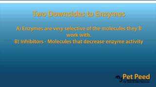 Pet Owners Watch This  The Truth About Enzyme Cleaners [upl. by Monty]