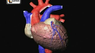 Heartbeat Explained  Lub dub  Cardiac cycle  Heart Sound  Human Anatomy video 3D  elearnin [upl. by Anilok]