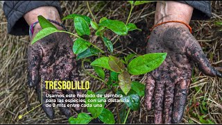 ¿Qué es una compensación ambiental y cómo se hace en Colombia [upl. by Liuqa]