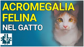 Acromegalia felina nel gatto [upl. by Riatsala192]