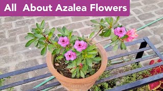 All about Azalea plant care Azalea plant grow care fertilizer n soil mix Hindi shampysgarden [upl. by Creight]