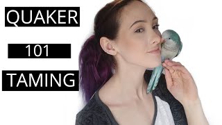 How To Tame and Bond With Your Quaker Parrot  Parrot Tips and Tricks [upl. by Clementi]