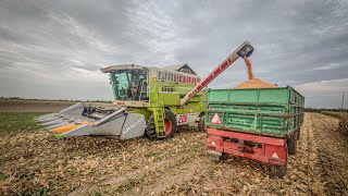 Kukurydza 2023🌽  Claas Mega 208ampGrecavampZetor 8111GRNOWICKI [upl. by Eckart]