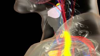 Anatomy of the Thyroid and Parathyroid Glands [upl. by Freeman]