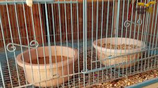 2018 GREEN CHEEKS CONURE BREEDING SEASON [upl. by Telocin]