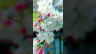 Chum lu othe tere dil ki yahi chahat h bollywood whatsappstatus viralvideo [upl. by Solohcin]