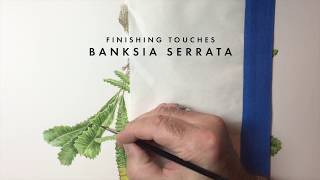 Banksia serrata by David Reynolds [upl. by Ordnazil]