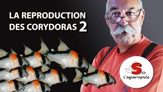 La reproduction des corydoras 2  avec Jean Michel  ✔ [upl. by Fedirko]