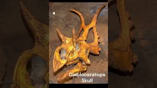 Diabloceratops Skull [upl. by Luckin]