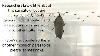 Pteromalus cassotis parasitoids emerge from a monarch chrysalis [upl. by Losiram253]