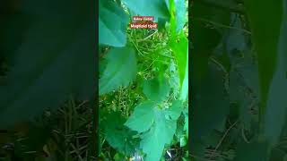 GULAYAN okra ampalaya tipaklong provincelife shorts video foryou dipalotv5110 [upl. by Atiniuq]