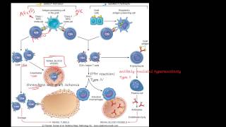 83P  Transplant rejection  Immunological basis and explanation MHC CD4 CD8 T cell [upl. by Ilwain]