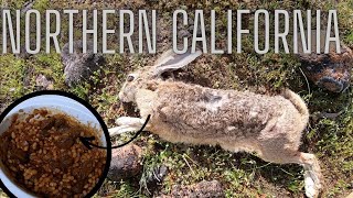 Northern California Jackrabbit Hunting on Public Land BLM Catch and Cook Baked Beans [upl. by Carlye]