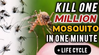 How to destroy mosquitoes  mosquito life cycle [upl. by Aneem369]