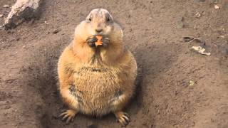 Prairie Dog eating [upl. by Klemens]