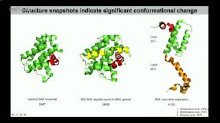 Li M 2017 Understand the transformation of killer protein BAK [upl. by Esilahs723]