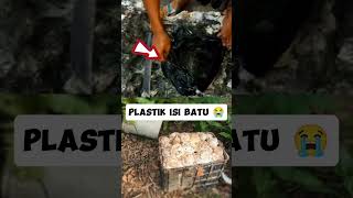 Getah isi batu😭 rubbertree satisfying rubberband latex rubber shortvideo nature [upl. by Nabru]