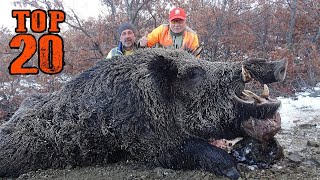 TOP 20 DOMUZ AVI EN İYİ SAHNELER TOP 20 WILD BOAR HUNTS  BEST SCENES AMAZING HUNTING HOG PIG [upl. by Dmitri763]