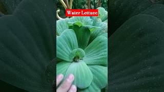 Water Lettuce gardening garden [upl. by Lachman]