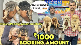 Cheapest Dogs Market In Delhi NCR  German Shepherd Husky Pitbull  Dog in 999  Pet Lover Hub [upl. by Negah]