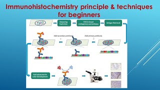 Immunohistochemistry Explained Principle and Techniques for beginners [upl. by Ayoral814]