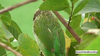 Brown Headed Barbet Eating Tinospora Cordifolia Fruits [upl. by Aianat]