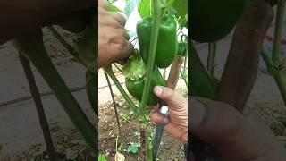 Growing Capsicum Shorts garden farming 💕 [upl. by Nitsuga]