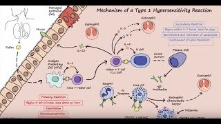 Type I Hypersensitivity  Mechanism Described Concisely [upl. by Esyned]