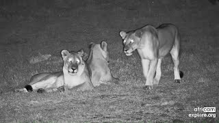 Three lionesses active at Tembe Sep 27 2024 420  530 AM SAST resume exploreorg [upl. by Ellierim711]