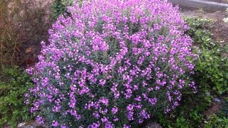 Erysimum linifolium Bowles Muave  Wallflower Bowles Muave [upl. by Fletch478]