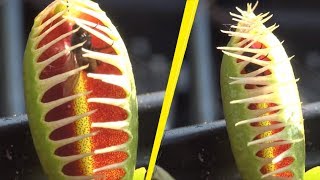 5 Scary Carnivorous Plants In The World [upl. by Annatnom722]