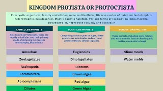 Kingdom Protista Protozoans Algae Slime molds Water molds  Biology Class 11 Chapter 7 [upl. by Nagel]