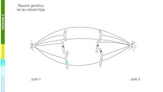 meiose II reparto genetico con entrecruzamiento [upl. by Demaggio]