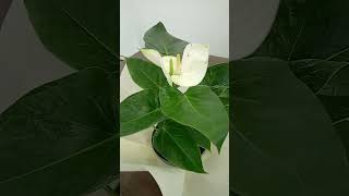 White Anthurium shorts shortsviral viralvideos trending youtubeshorts [upl. by Elvyn]