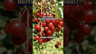 Are Those Berries Poisonous Choke Cherry Description [upl. by Eiro]