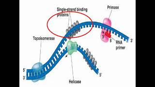 Enzymes of DNA Replication and Synthesis [upl. by Aggi]