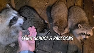 Raccoon Rambles 7 Spirit School [upl. by Spitzer12]