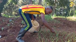 First Fertilizer application To Onion Seedlings After Transplanting To The Field [upl. by Enedan]