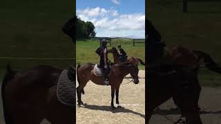 Vaulting jumps 🎠shorts horsejumps showjumping horse [upl. by Mariken]