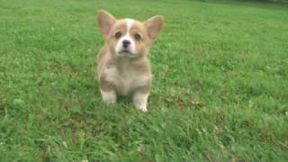 Met  Welsh Corgi Puppy [upl. by Laen]