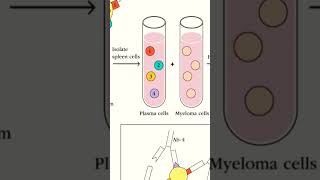 Hybridoma Technology [upl. by Leonanie]