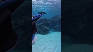 Spearfishing fishing woodenspeargun shark spearfish spearfishingworld diy fish giantcatfish [upl. by Sanford]