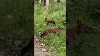 wild Fox  Red Fox  Bandipur Forest  Mudumalai Forest  Wild animals  wild red fox  fox redfox [upl. by Nomla]